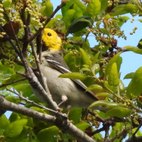 Hermit Warbler